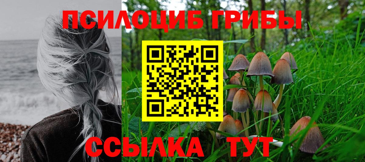 Псилоцибиновые грибы Psilocybe Краснокаменск